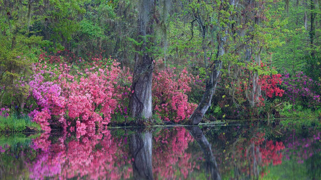 Azaleas in bloom at Magnolia Plantation and Gardens, Charleston, South Carolina
