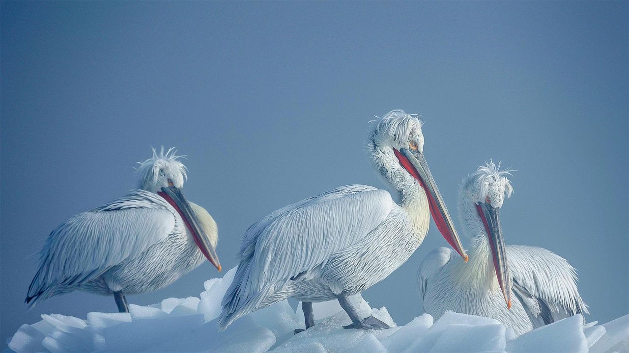 Dalmatian pelicans on ice, Lake Kerkini, Greece