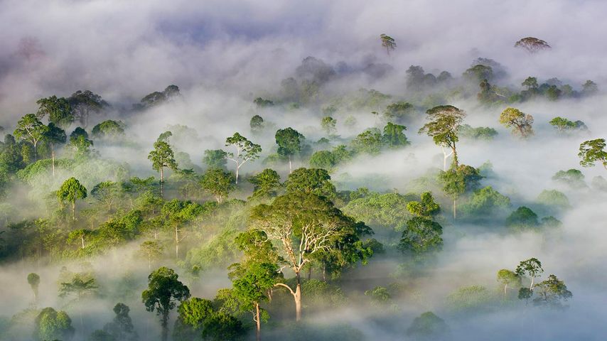 Schutzgebiet Danum Valley Conservation Area, Sabah, Malaysia 