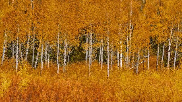 Autumn aspens in Grand Teton National Park, Wyoming
