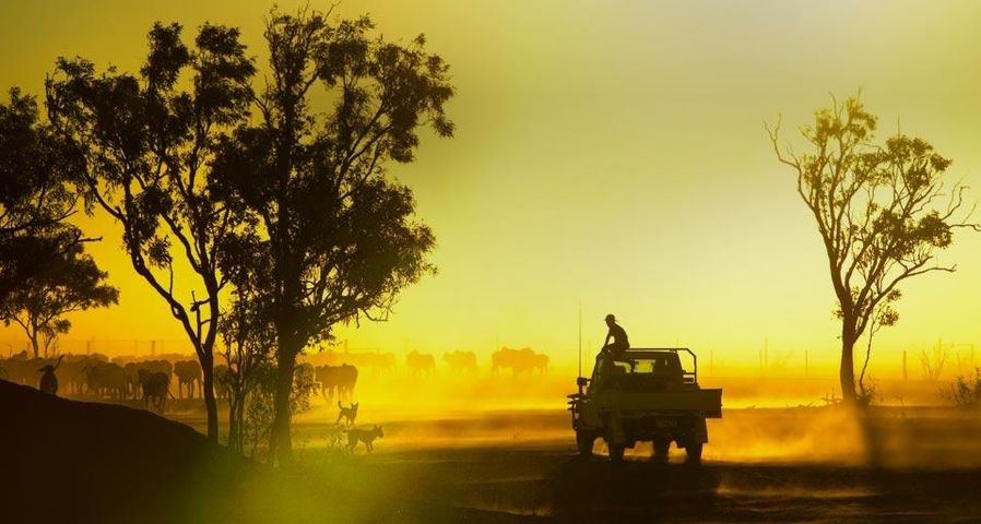 Silhouetted cattle muster at sunset, Armraynald Station.  Gulf Savannah, Queensland, Australia