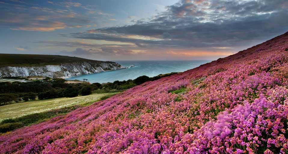 Heather on Headon Warren overlooking The Needles, Isle of Wight