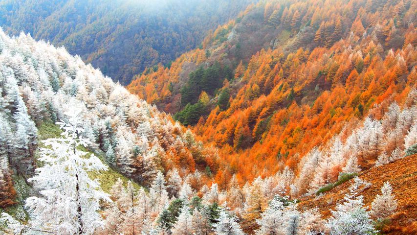 ｢霧氷と紅葉のカラマツ林｣長野, 松本 