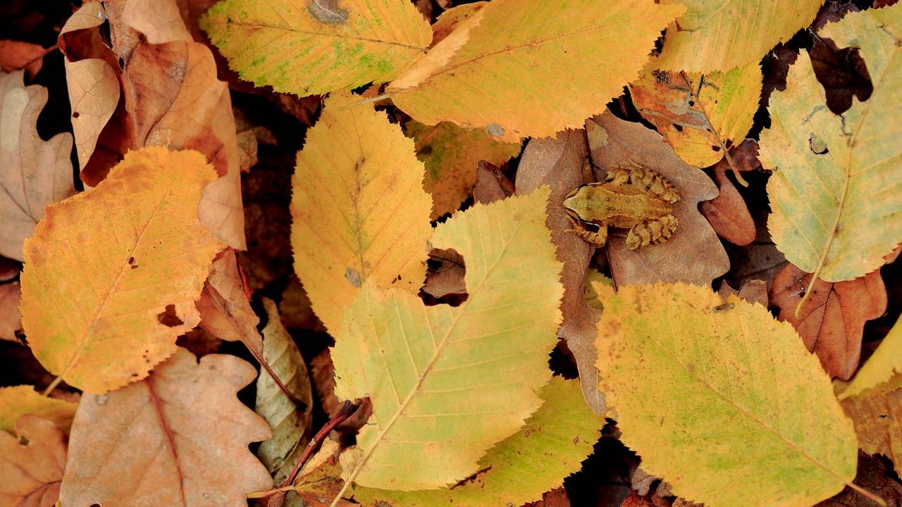 Grenouille rousse dans le parc naturel régional de la forêt d’Orient, Champagne 