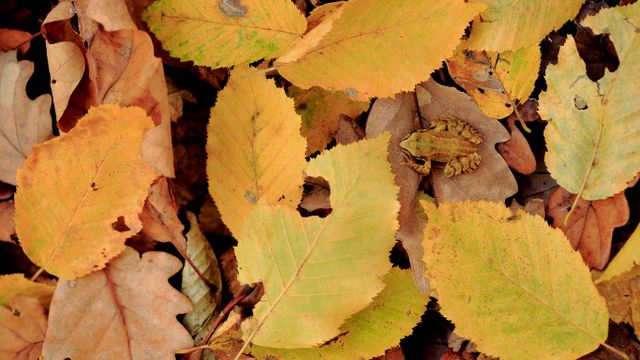Grenouille rousse dans le parc naturel régional de la forêt d’Orient, Champagne 
