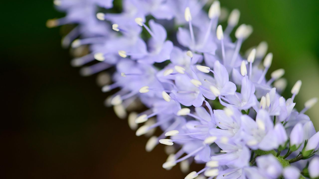 Langblättriger Ehrenpreis (Veronica longifolia) in der Nahaufnahme 