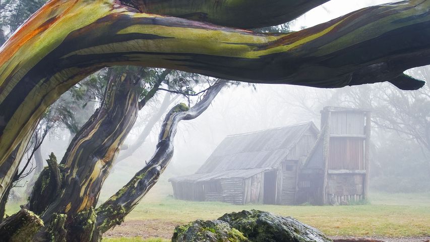 ｢スノーガムの木とウォレスハット｣オーストラリア, ビクトリア州