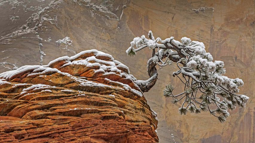 Schnee im Zion-Nationalpark, Utah, USA 