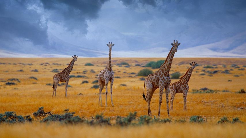 纳米比亚，一群小长颈鹿