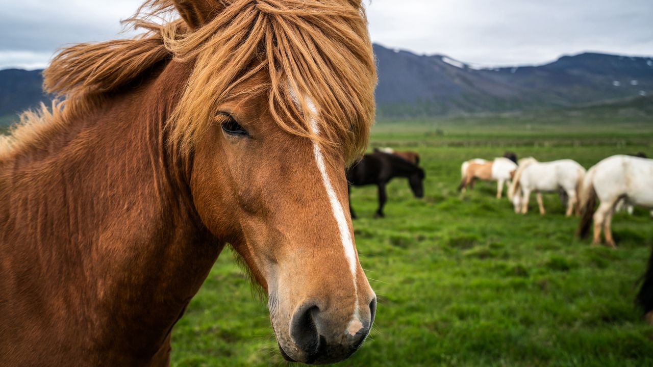 Icelandic horse, Iceland