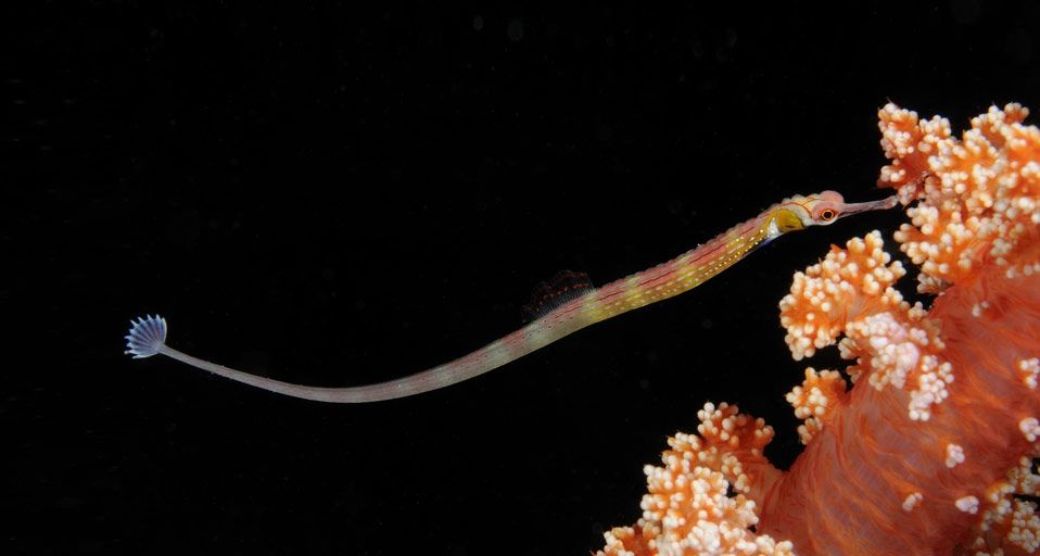 Eine Schwarzbrust-Seenadel tummelt sich zwischen Korallen im St. Johns-Reef, Rotes Meer vor der ägyptischen Küste – Wolfgang Poelzer/Photolibrary ©