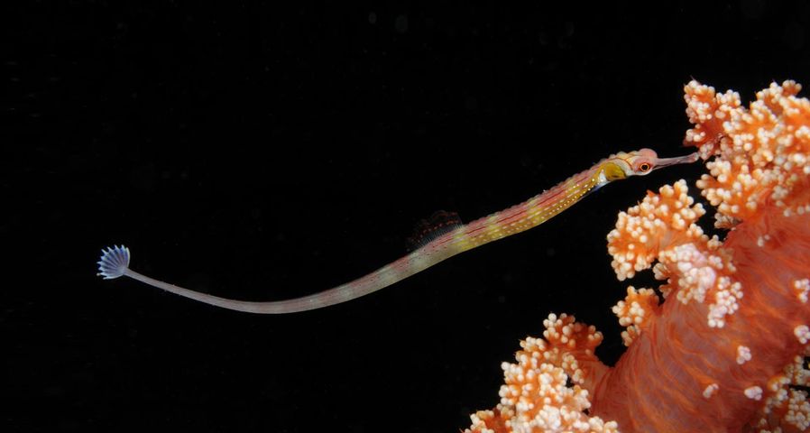 Black-breasted Pipefish,  St. Johns Reefs in the Red Sea off the coast of Egypt