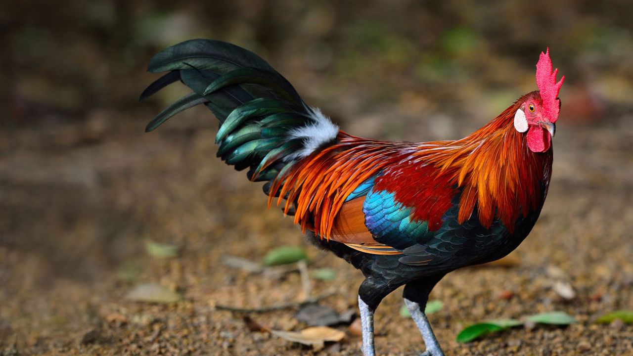 A brown leghorn rooster 