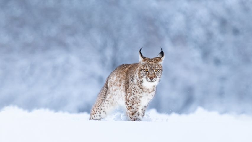 Lince euroasiático en la nieve