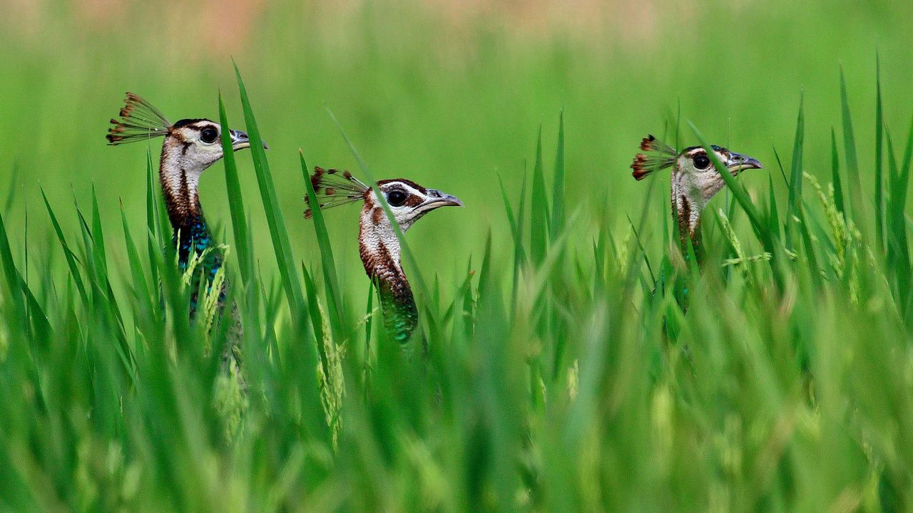 Fowl party