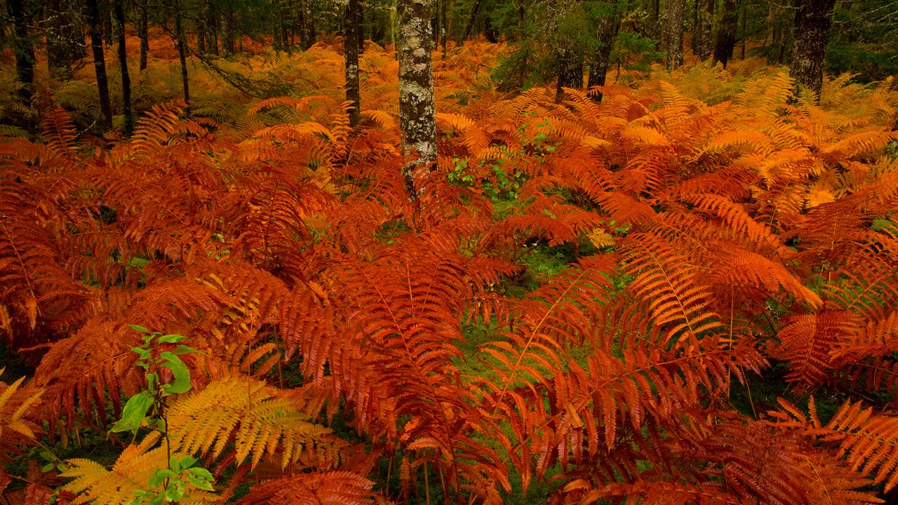 Cinnamon fern, Nova Scotia, Canada