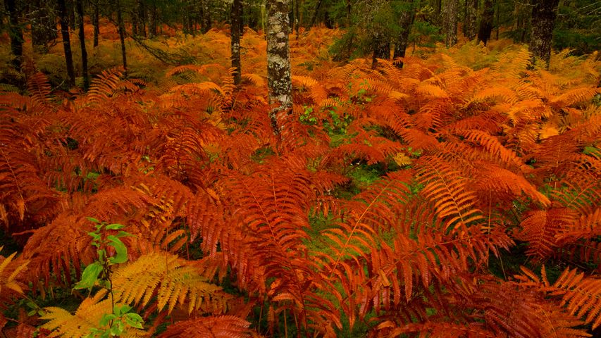 Cinnamon fern, Nova Scotia, Canada