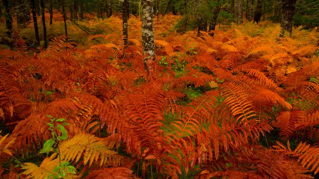 Cinnamon fern, Nova Scotia, Canada