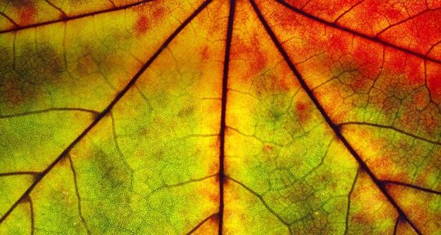 Detail eines Herbstblatts