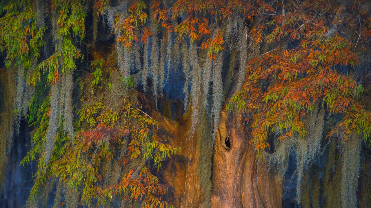 Atchafalaya Basin, Louisiana, USA