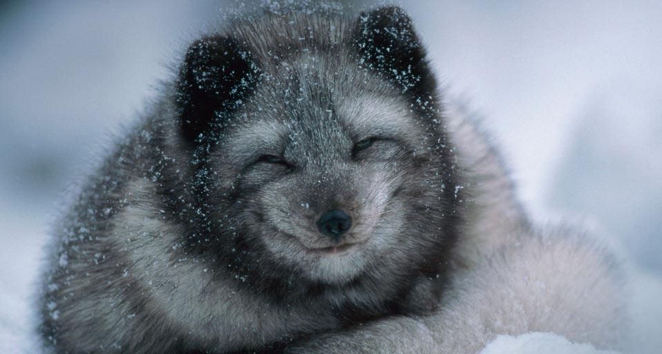 Arctic fox cub in winter