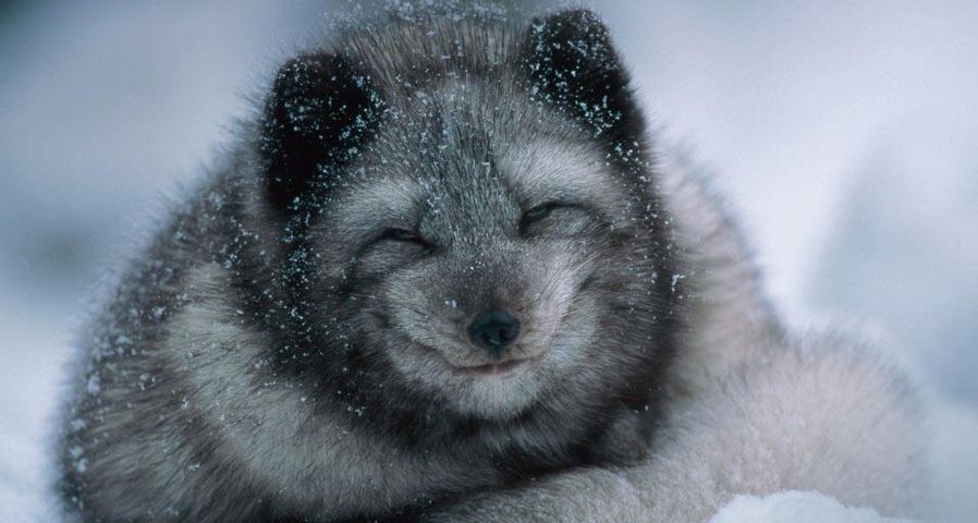 Arctic fox cub in winter