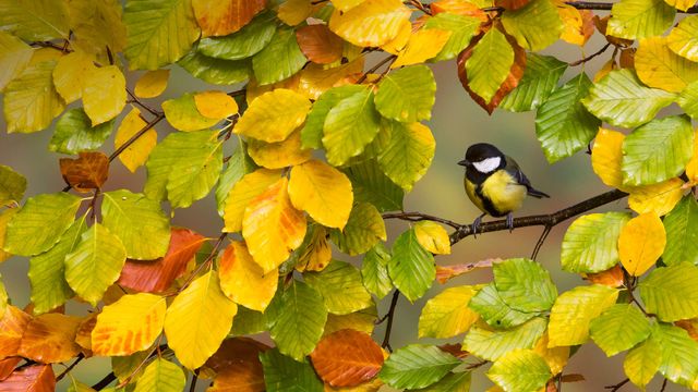 A great tit perched on a branch