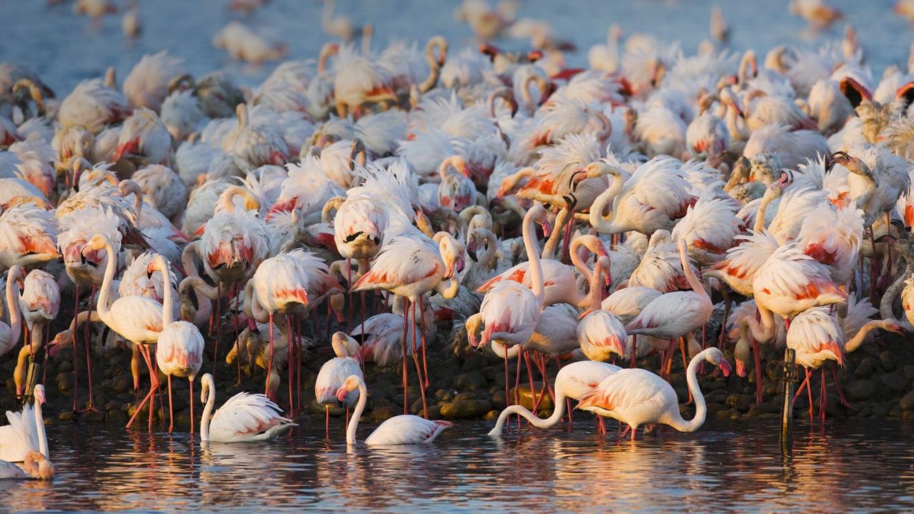 Colonie de flamants roses en Camargue, Bouches-du-Rhône, PACA
