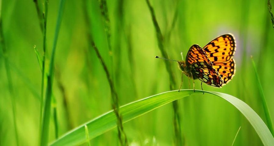 Fritillary butterfly sitting on a blade of grass