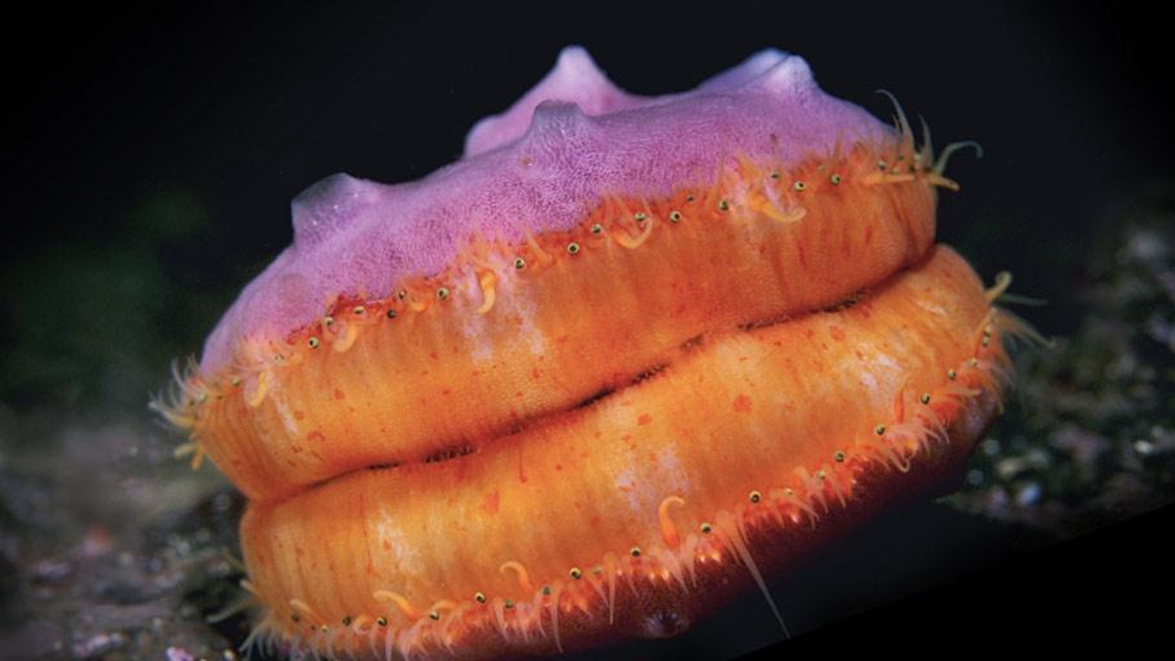 swimming-pacific-pink-scallop-bing-gallery