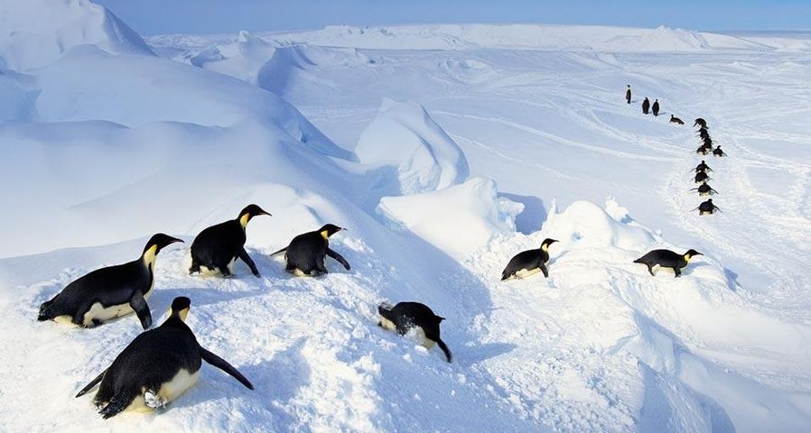 Emperor penguins belly-flopping out of the water, Antarctica