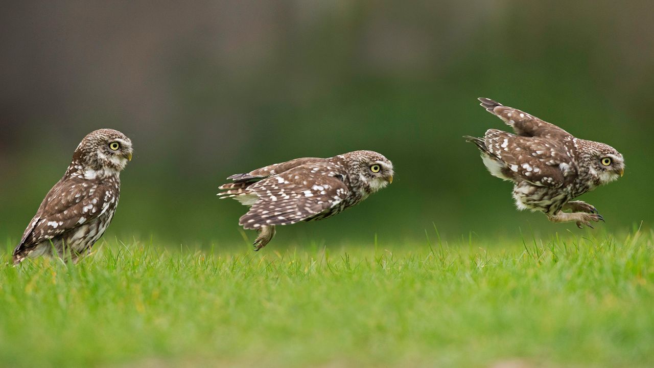 A little owl hunting on the ground 