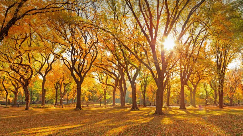 A grove of American elm trees in Central Park's Mall, New York City, USA