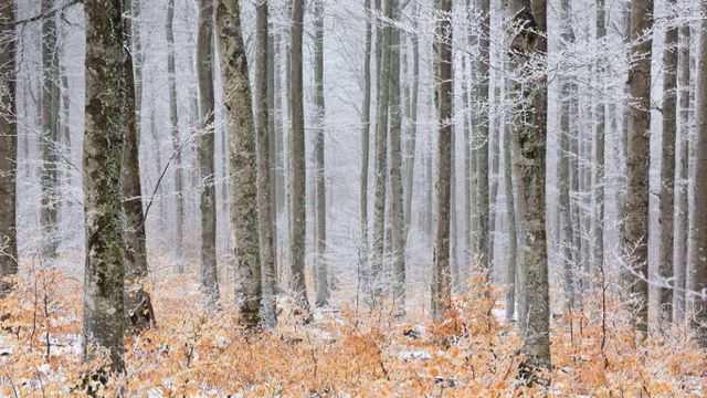 Forêt gelé, sentier de la Serreyrède dans le parc national des Cévennes 