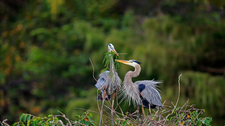 Great blue herons building a nest in Wakodahatchee Wetlands, Delray Beach, Florida, USA
