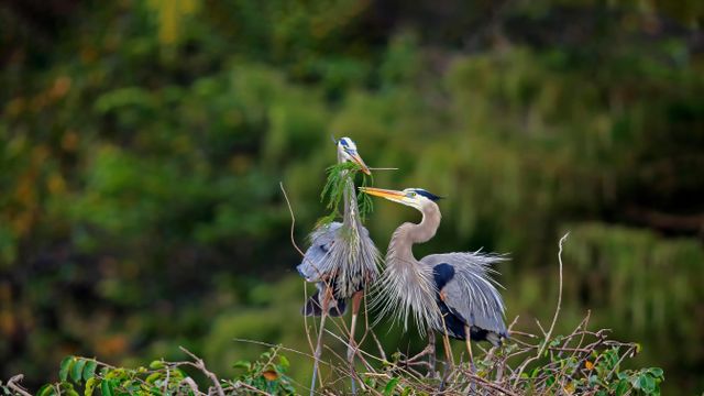 Garzas de gran azul construyendo un nido en los humedales de Wakodahatchee, Delray Beach, Florida