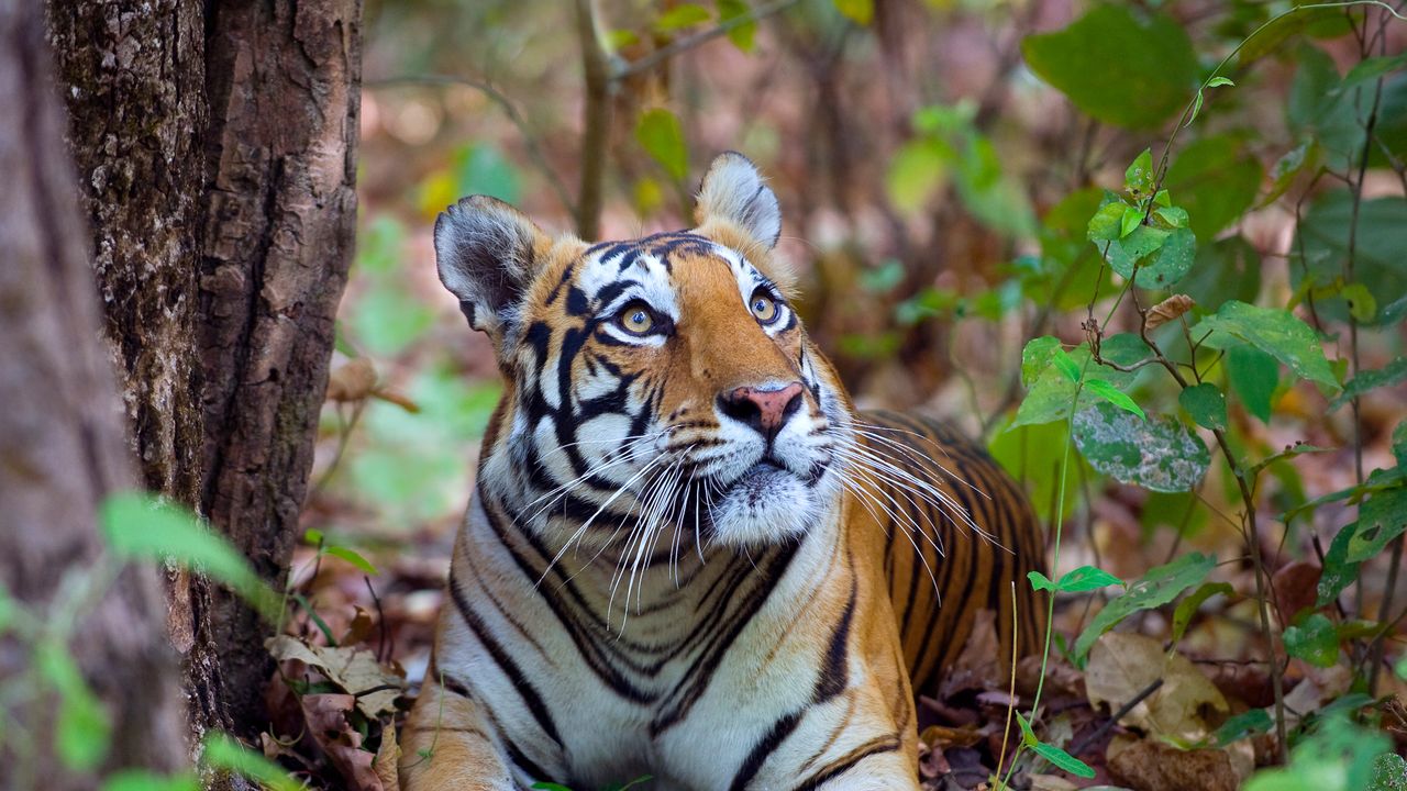 Tigresse Du Bengale Parc National De Kanha Inde Bing Gallery Peapix Tigresse Du Bengale Parc National De Kanha Inde Bing Gallery Peapix
