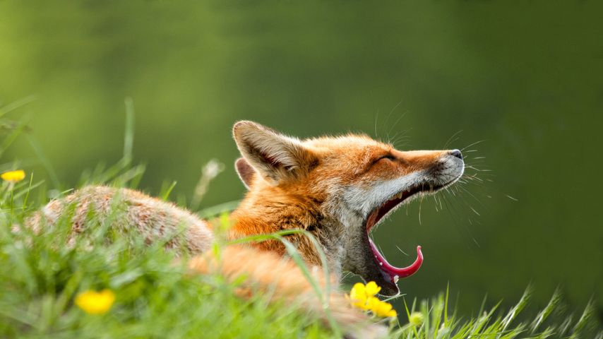 A red fox (Vulpes vulpes) yawning in the morning light in Lifton, Devon