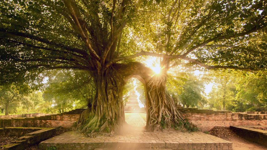 Wat Phra Ngam, Parco storico di Ayutthaya, Thailandia