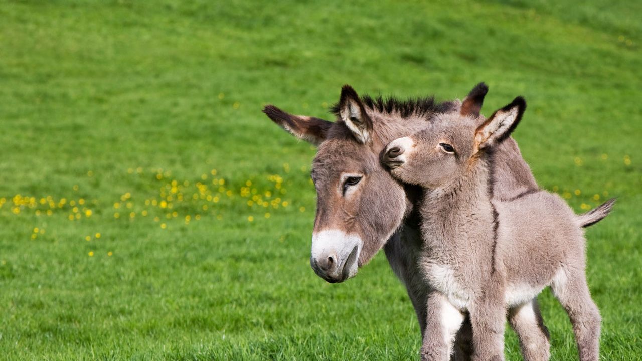 Cotentin donkey and foal in Normandy, France 