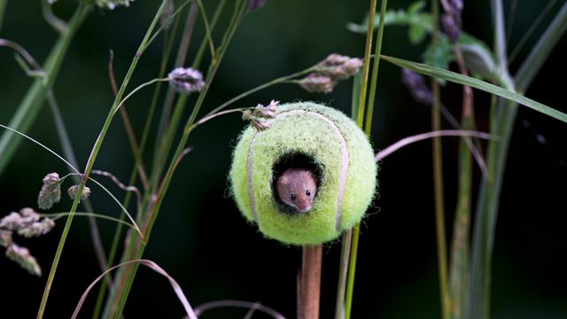 A harvest mouse living in a tennis ball in Thetford, Norfolk 