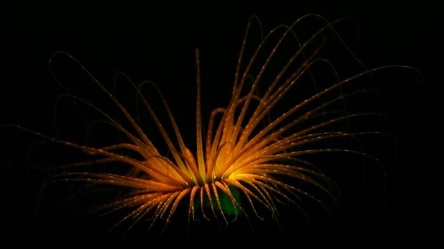 Time-lapse of a tube anemone