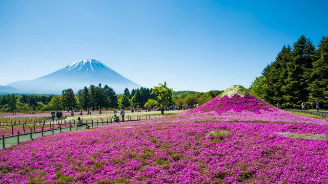 富士山与丛生福禄考花田,日本山梨县