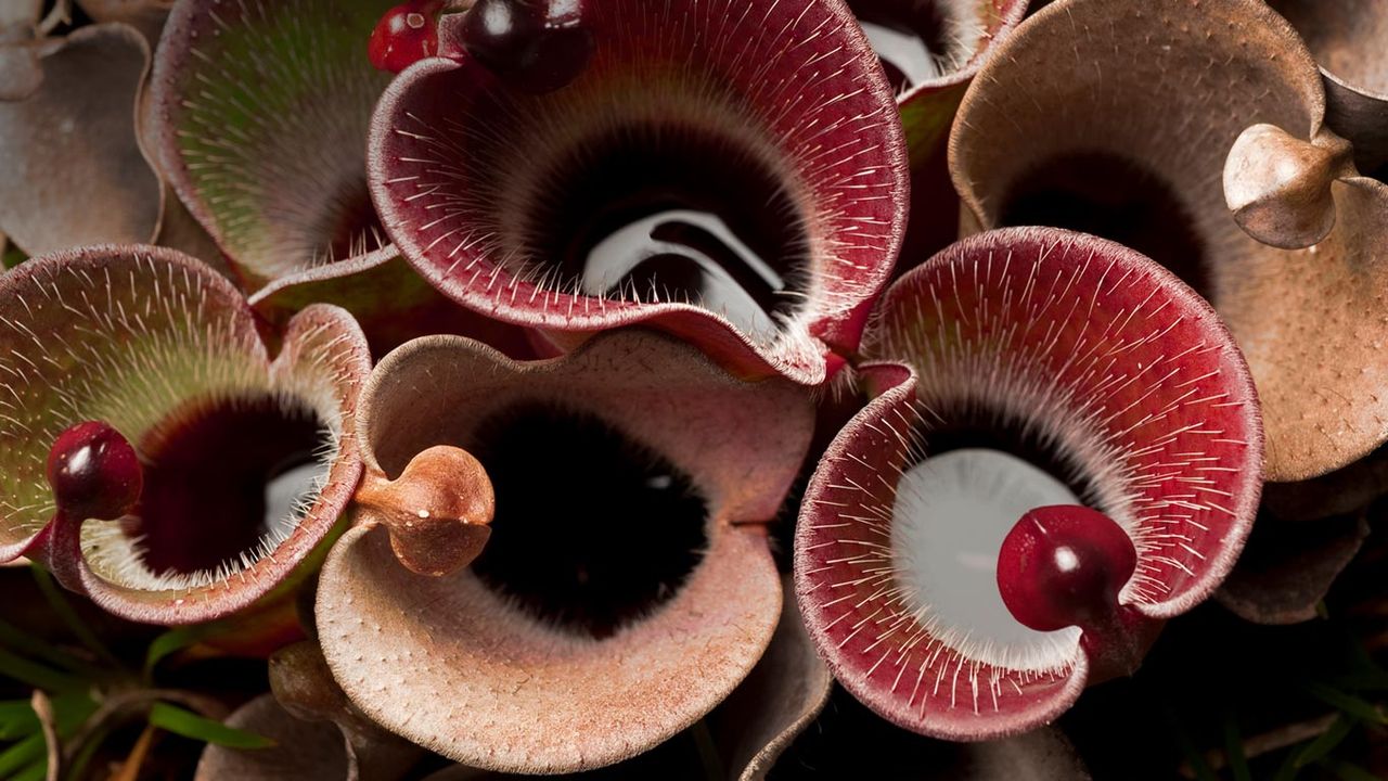 Pitcher plant