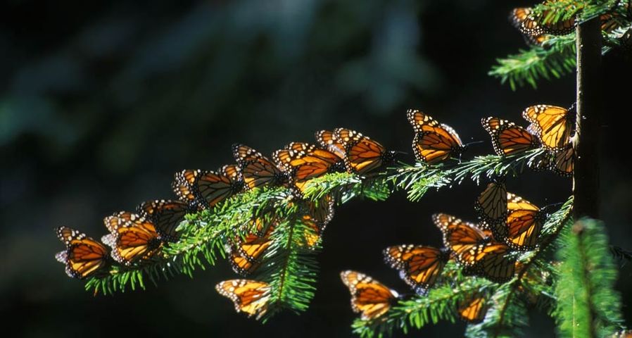 Monarchfalter – Jonathan Carlite/imagebroker/age fotostock ©