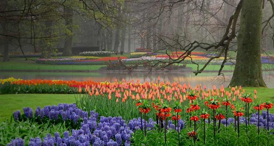 荷兰库肯霍夫公园中的风信子和郁金香