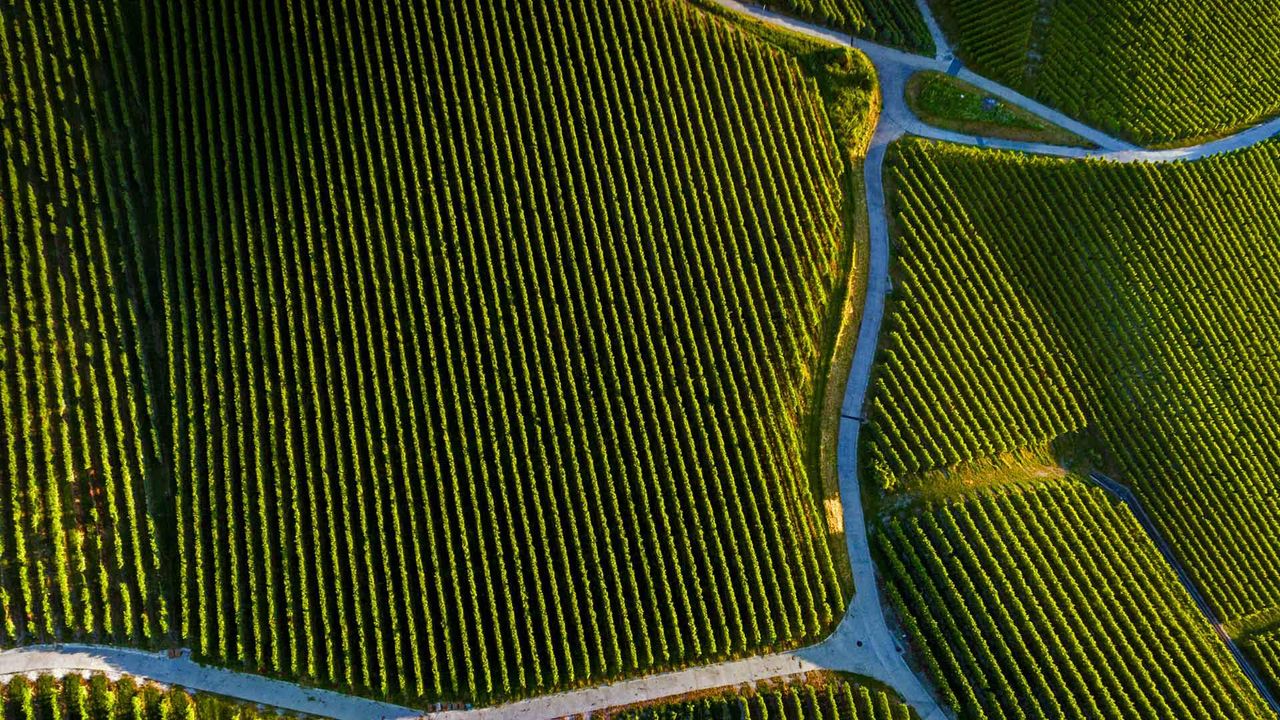 Vineyard near Pully, Vaud, Switzerland 
