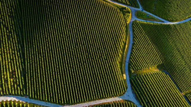 Vineyard near Pully, Vaud, Switzerland