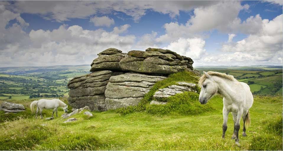 Ponies grazing at Chinkwell Tor - Adam Burton/Photolibrary ©