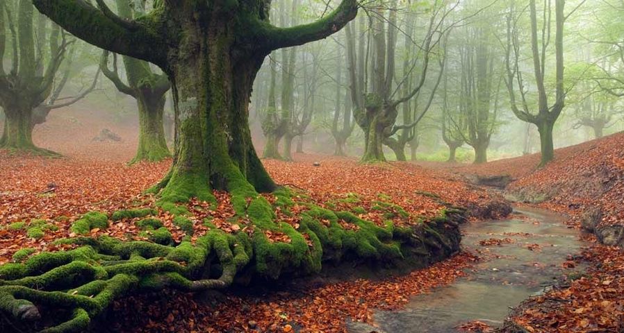 西班牙巴斯克地区戈尔韦亚自然公园内，被苔藓覆盖的树根与红色落叶相映成趣
